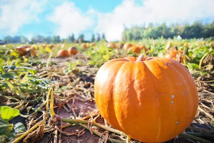 Top 10 Tips to Growing a Giant Pumpkin