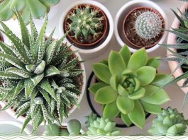 Top 5 Succulent Plants and Growing Tips in Containers
