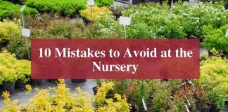 10 Mistakes to Avoid at the Nursery