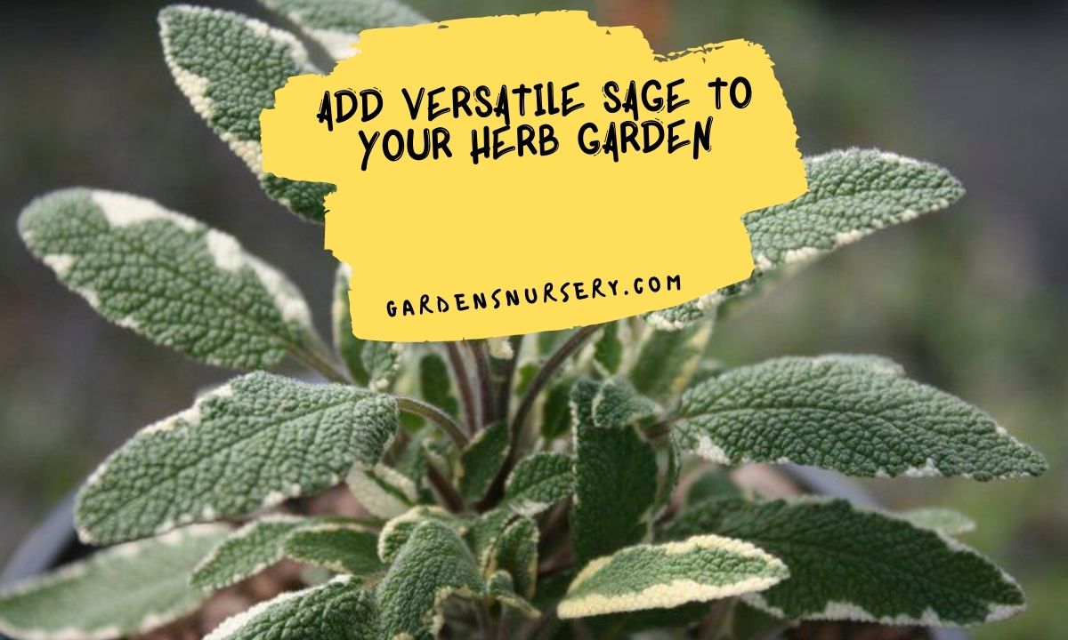 Add Versatile Sage to your Herb Garden