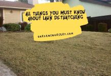 All things You Must Know About Lawn Dethatching