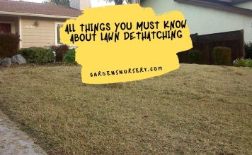 All Things You Must Know About Lawn Dethatching