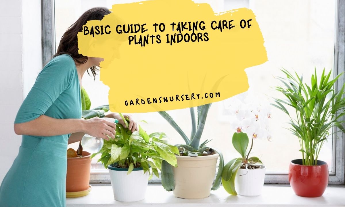 Basic Guide To Taking Care Of Plants Indoors