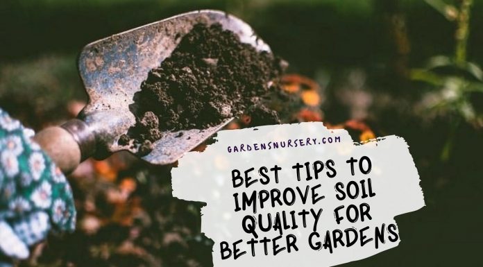 Best Tips to Improve Soil Quality for Better Gardens