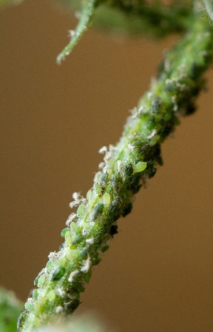 Don't Go Buggy Over Aphids