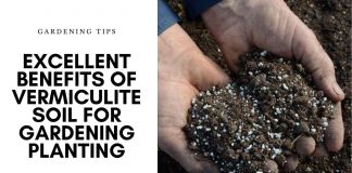 Excellent Benefits of Vermiculite Soil for Gardening Planting