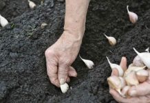 How to Grow Garlic in your Garden?