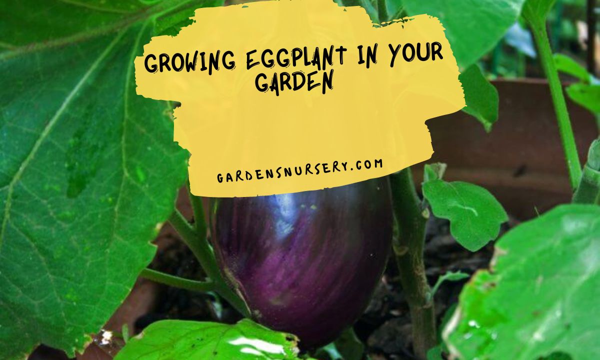 Growing Eggplant In Your Garden