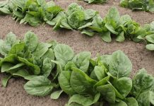 Growing Spinach in your Home Garden