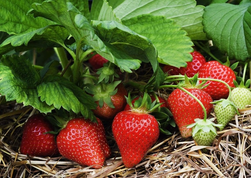 Growing Strawberries - Gardening Tips