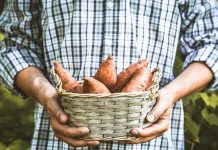 Growing Sweet Potatoes And Yams In Your Garden Or Backyard