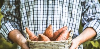 Growing Sweet Potatoes and Yams in your Garden or Backyard