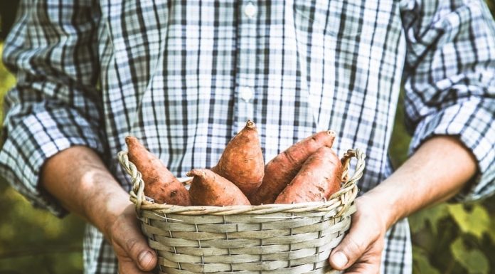 Growing Sweet Potatoes and Yams in your Garden or Backyard
