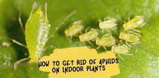 How To Get Rid of Aphids On Indoor Plants
