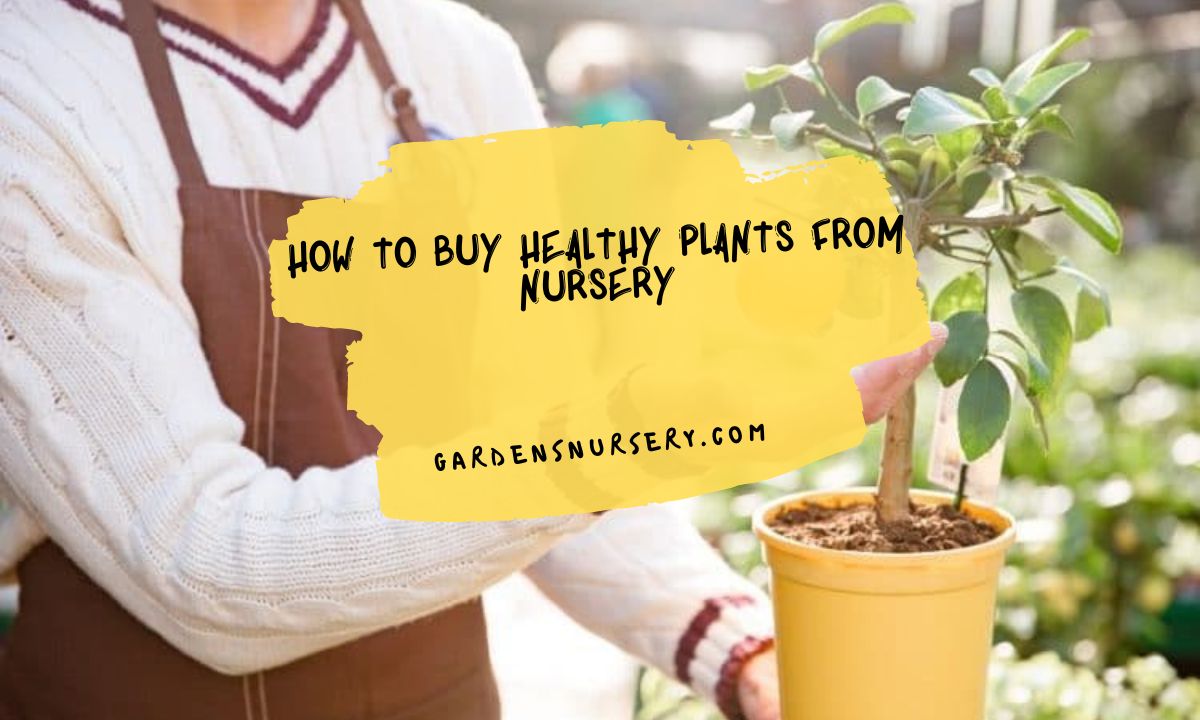 How to Buy Healthy Plants From Nursery