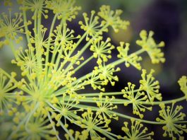 How to Grow Dill, Planting, Harvesting and Using Dill