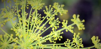 How to Grow Dill, Planting, Harvesting and Using Dill