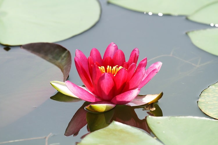 How To Grow Lotus Flower At Your Garden