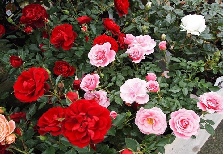 How To Grow Roses In Your Garden Gardens Nursery