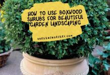 How to Use Boxwood Shrubs for Beautiful Garden Landscaping