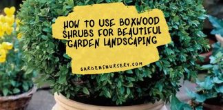 How to Use Boxwood Shrubs for Beautiful Garden Landscaping