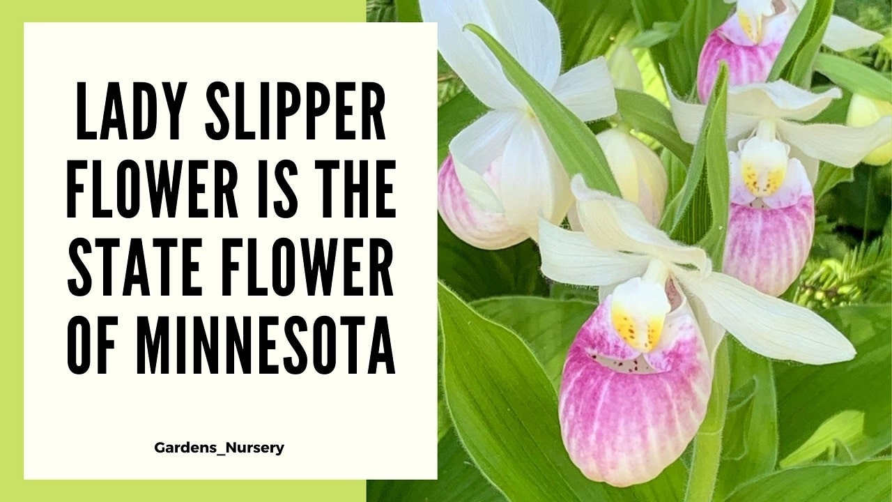 Lady Slipper Flower Is The State Flower Of Minnesota