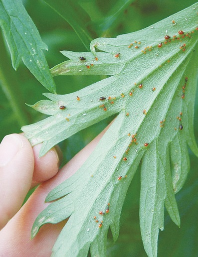 Natural Treatment For Aphids