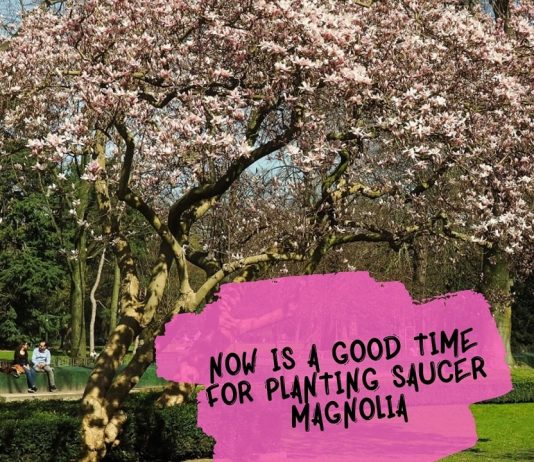 Now Is A Good Time For Planting Saucer Magnolia
