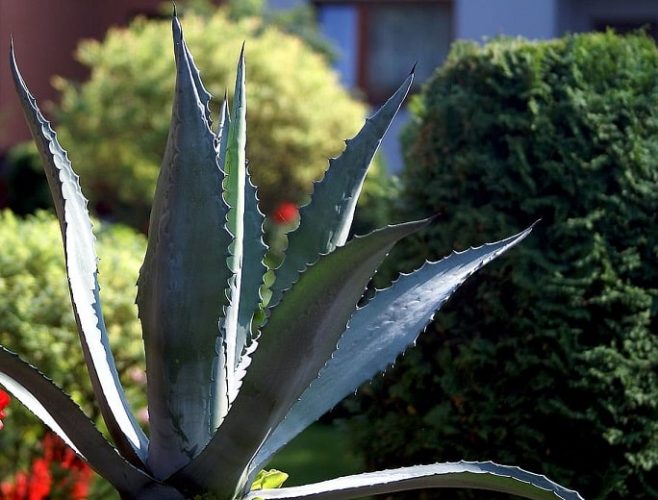 Planting, Caring Aloe Vera Plants Your Home