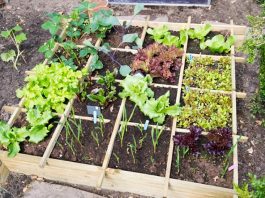 Square Foot Gardening - Complete Guide