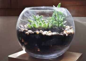 Terrariums - Beautiful Indoor Projects in your House