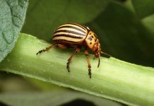 The Colorado Potato Beetle