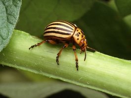 The Colorado Potato Beetle