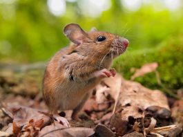 The Field Mouse in Your Garden