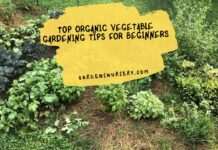 Top Organic Vegetable Gardening Tips for Beginners