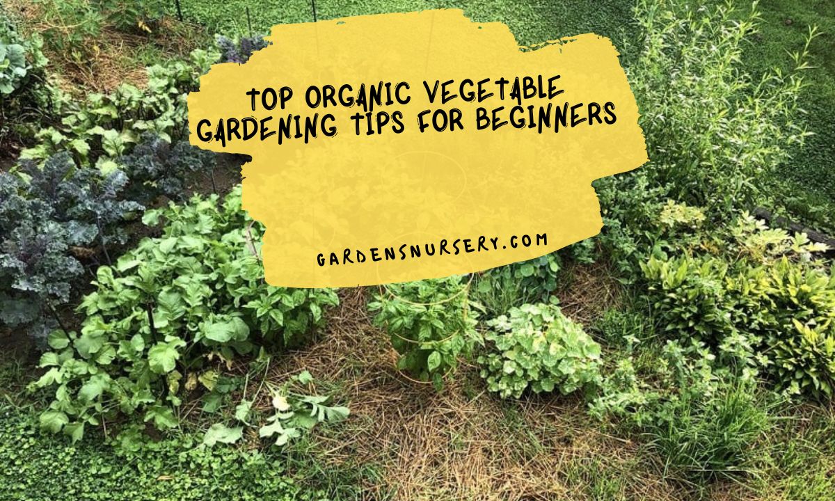 Top Organic Vegetable Gardening Tips for Beginners