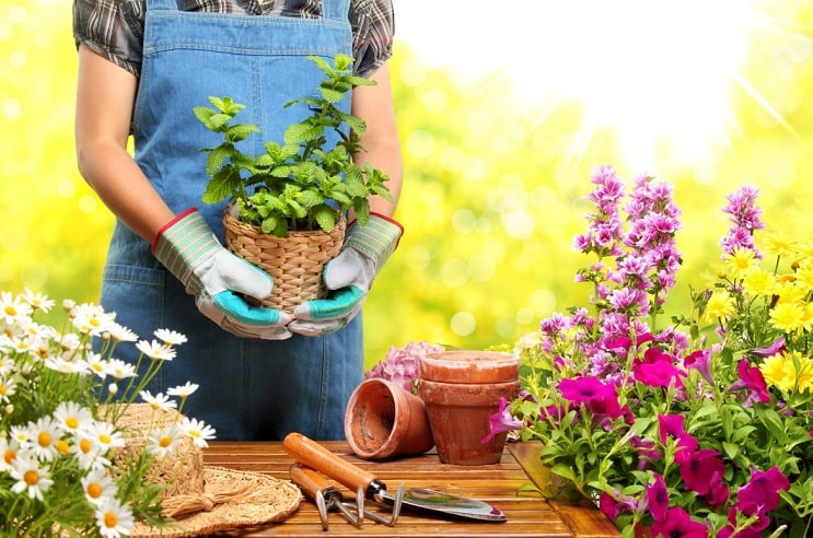 Useful House Gardening Tips For Beginners