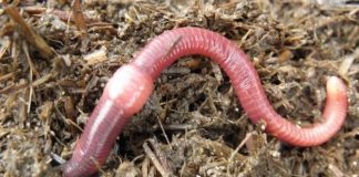 Vermicompost The Best Gardening Importance And Benefits