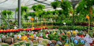 Wholesale Nurseries How to Start Up Your Own  Nursery Plants
