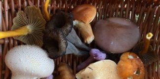Wild Mushrooms - How to Forage for Mushrooms