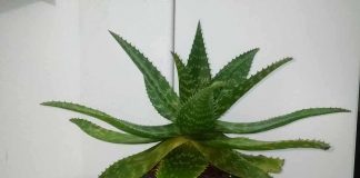 Quick Guide to Aloe Saponaria