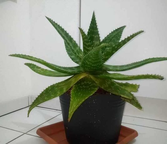 Quick Guide to Aloe Saponaria