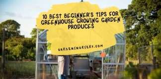 10 Best Beginner's Tips for Greenhouse Growing Garden Produces