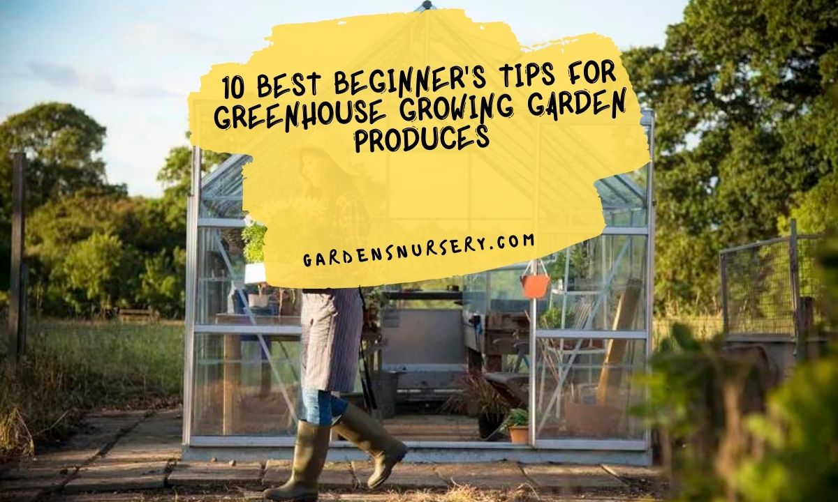 10 Best Beginner's Tips for Greenhouse Growing Garden Produces