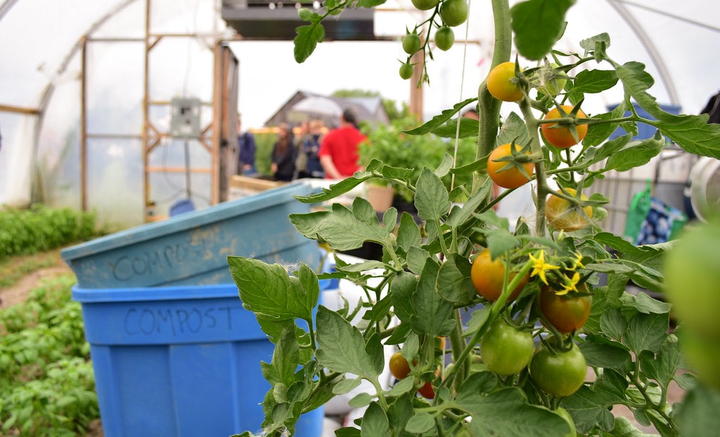 10 Best Beginner's Tips For Greenhouse Growing Garden Produces