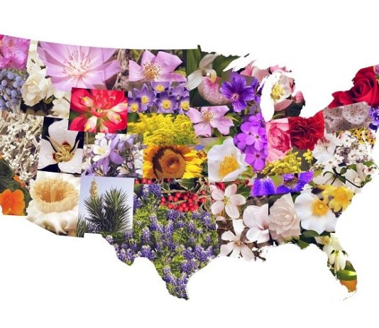 50 State Flowers, State Tree, State Birds, and 50 State Nicknames USA