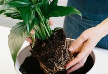 Avoid Roots Spiral of your Plant