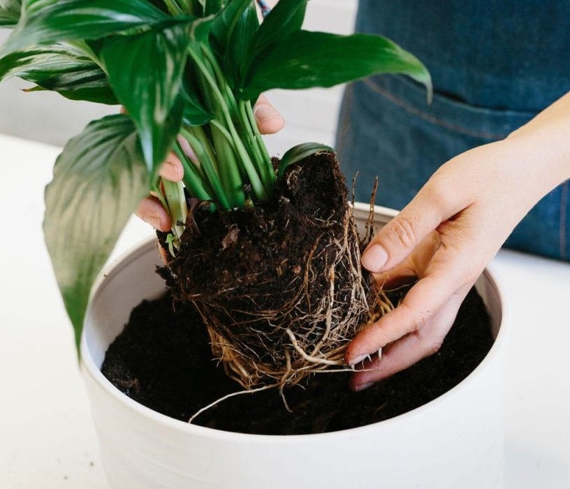 Avoid Roots Spiral Of Your Plant
