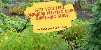Best Vegetable Companion Planting Chart - Gardening Guide