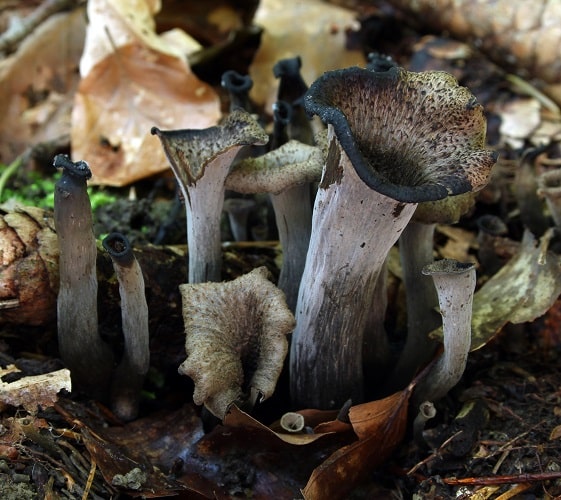 Black Trumpet Mushrooms